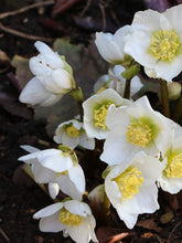 products/Hellebore3.jpg